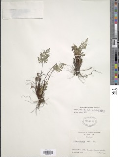 Oeosporangium nitidulum image