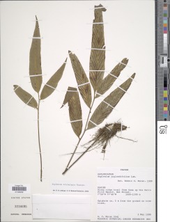Asplenium tricholepis image