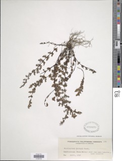 Oeosporangium chusanum image