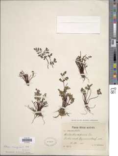 Cheilanthes namaquensis image