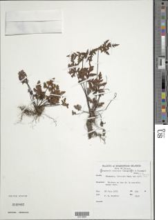 Doryopteris concolor image