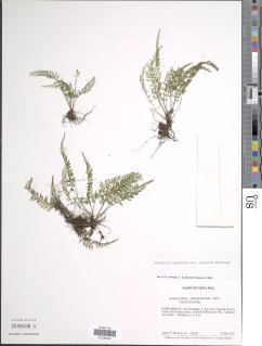 Asplenium cuspidatum var. triculum image