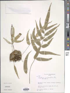 Asplenium juglandifolium image