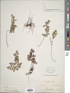Cheilanthes capensis image