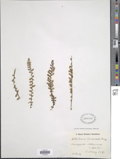 Cheilanthes perrieri image