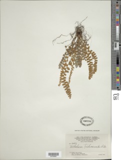 Notholaena trichomanoides image