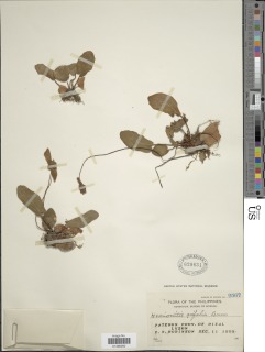 Mickelopteris cordata image