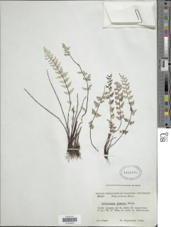 Notholaena lemmonii image