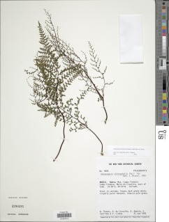 Adiantopsis flexuosa image