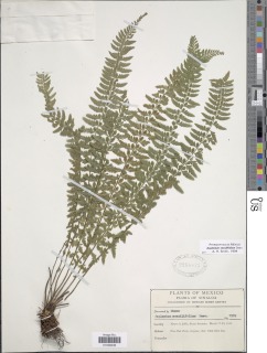 Asplenium sessilifolium var. occidentale image