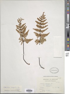 Cheilanthes inaequalis image