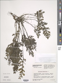 Hymenasplenium obtusifolium image