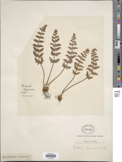 Paragymnopteris marantae subsp. marantae image