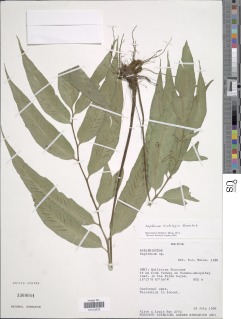 Asplenium tricholepis image
