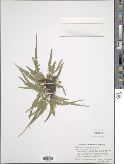 Asplenium x ebenoides image