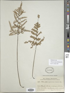 Adiantopsis paupercula image