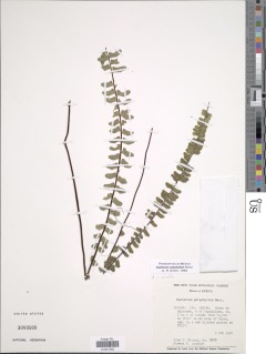 Asplenium polyphyllum image