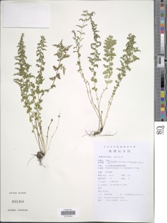 Asplenium sarelii subsp. pekinense image