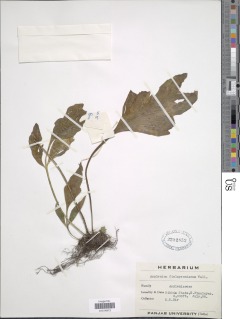 Asplenium finlaysonianum image