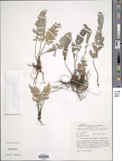 Cheilanthes canescens image