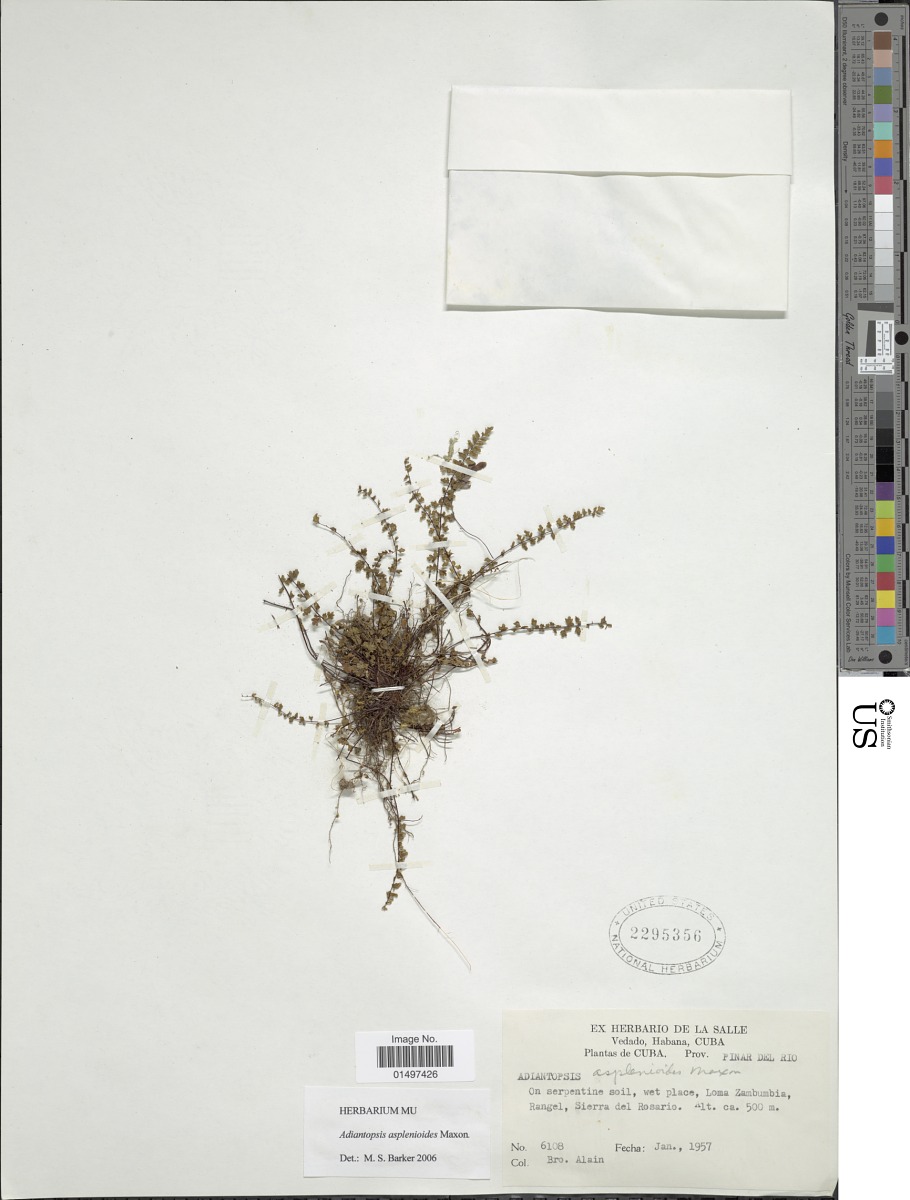 Adiantopsis asplenioides image