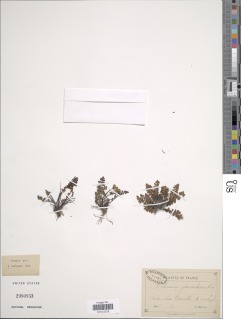 Asplenium petrarchae subsp. petrarchae image