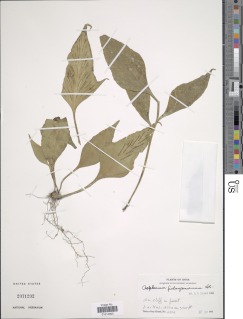 Asplenium finlaysonianum image