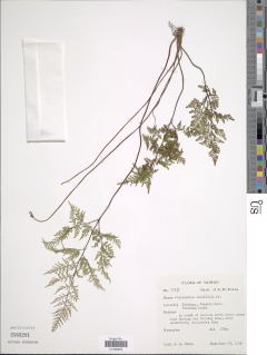 Oeosporangium tenuifolium image