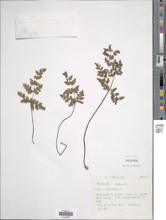Cheilanthes capensis image