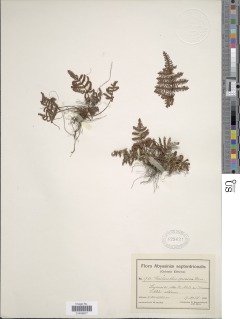 Oeosporangium coriaceum image