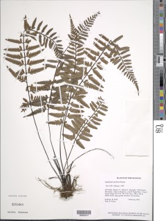 Asplenium auritum image