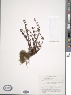 Oeosporangium thwaitesii image