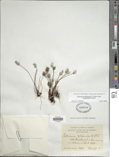 Notholaena californica subsp. leucophylla image