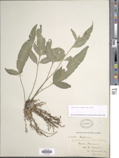 Asplenium oligophyllum image