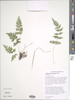 Cystopteris tennesseensis image