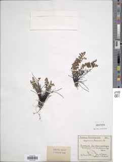 Asplenium petrarchae subsp. petrarchae image