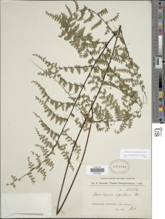 Adiantopsis chlorophylla image