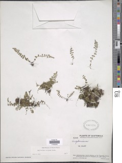 Asplenium dentatum subsp. dentatum image