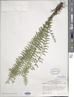 Asplenium sessilifolium var. occidentale image