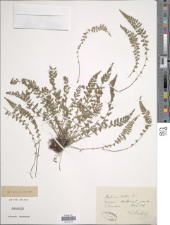 Asplenium fontanum subsp. fontanum image