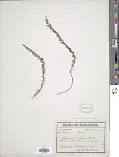 Asplenium triphyllum image