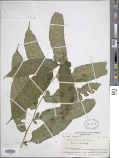 Diplaziopsis javanica image