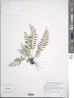 Asplenium yoshinagae image