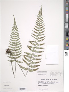 Asplenium auritum var. auritum image