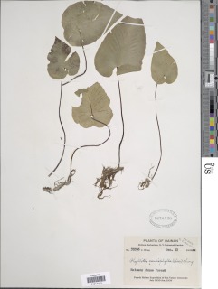 Asplenium cardiophyllum image
