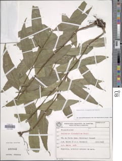 Asplenium oligophyllum image