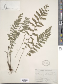 Asplenium myriophyllum image