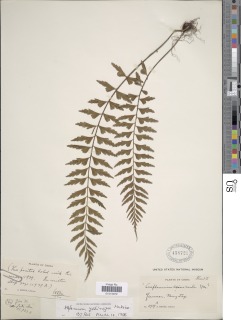 Asplenium yoshinagae subsp. indicum image