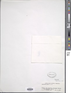 Asplenium serra image