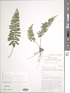 Hymenasplenium obscurum image